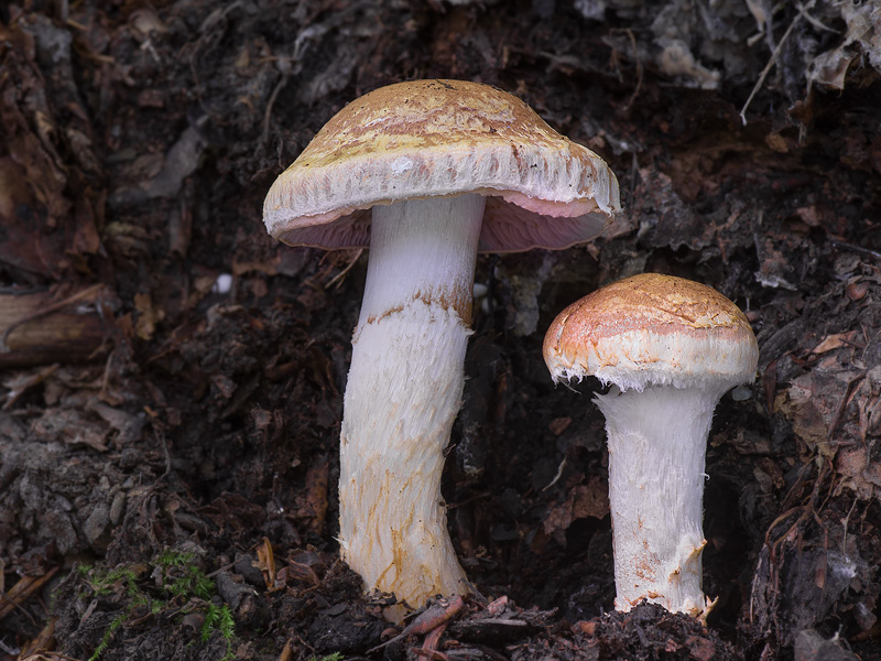 Cortinarius vulpinus